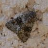 Hecatera dysodea
